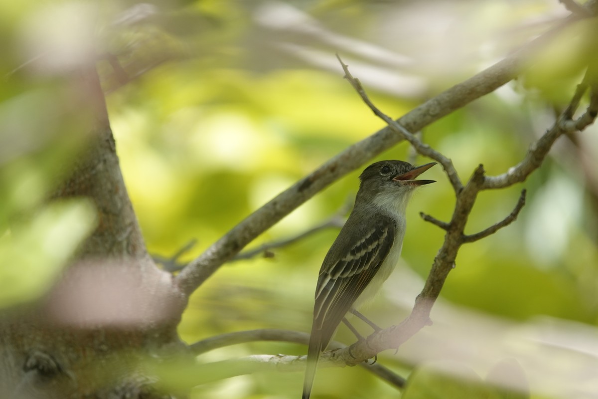 La Sagra's Flycatcher - ML641918193