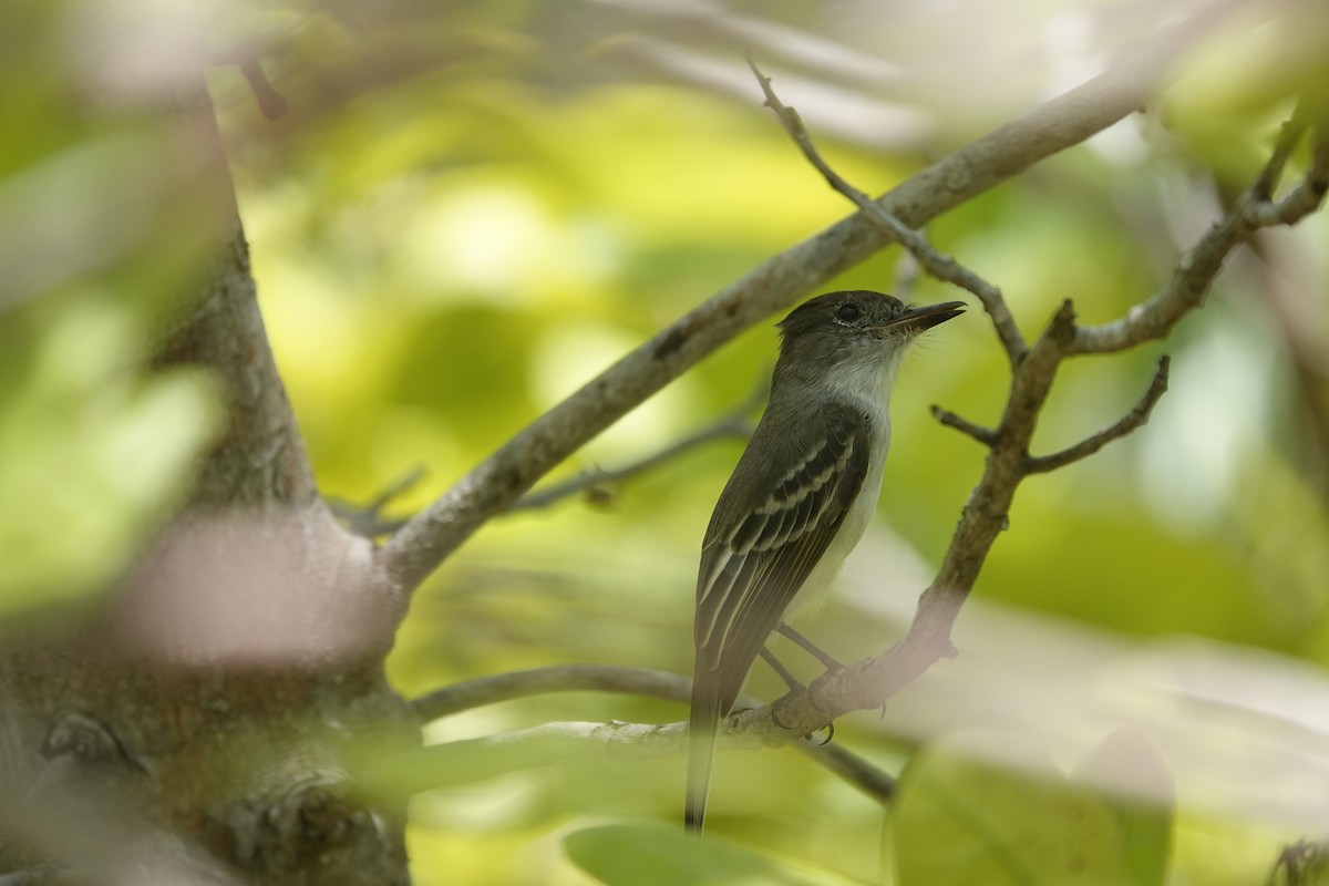 La Sagra's Flycatcher - ML641918199
