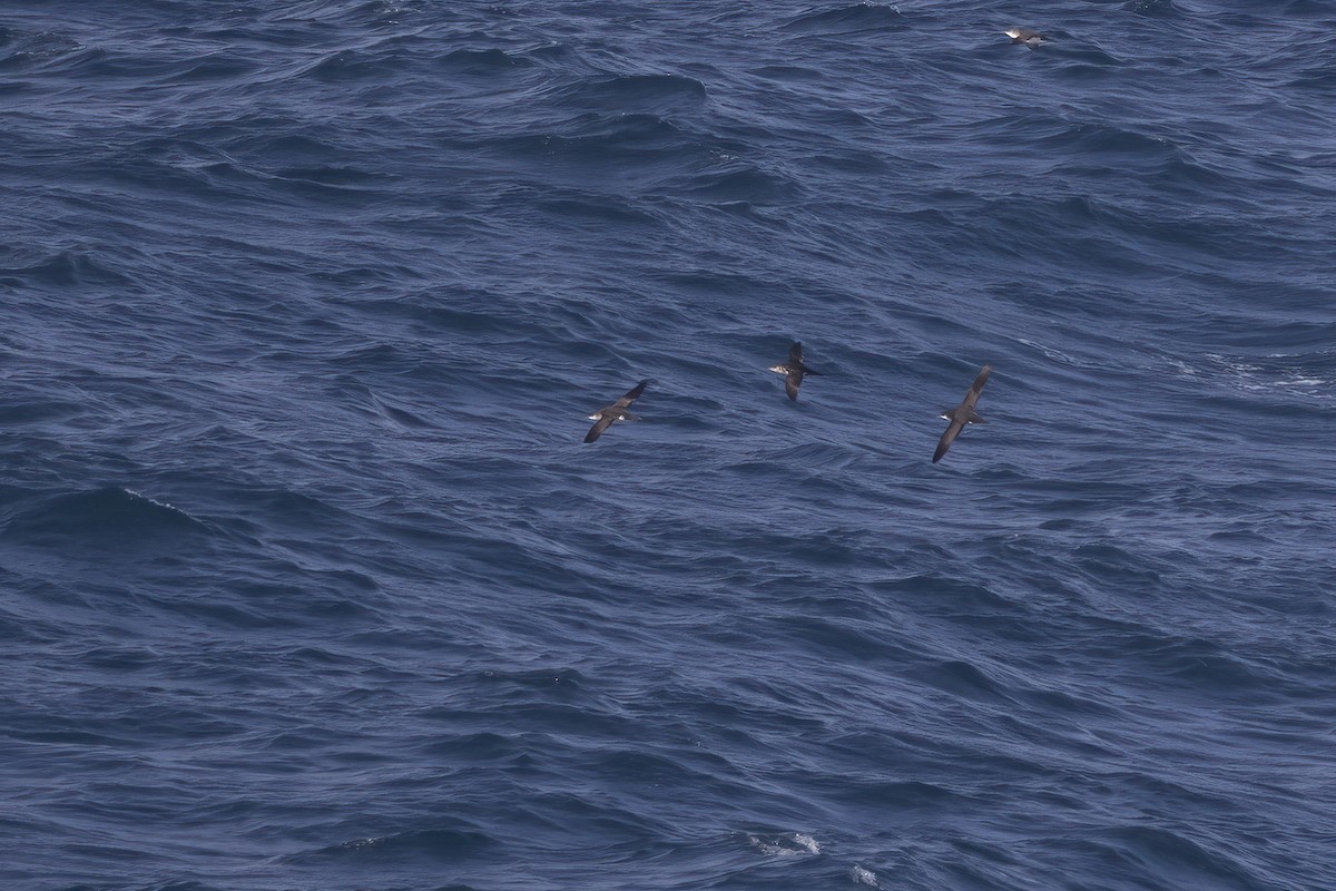 Manx Shearwater - ML641918222