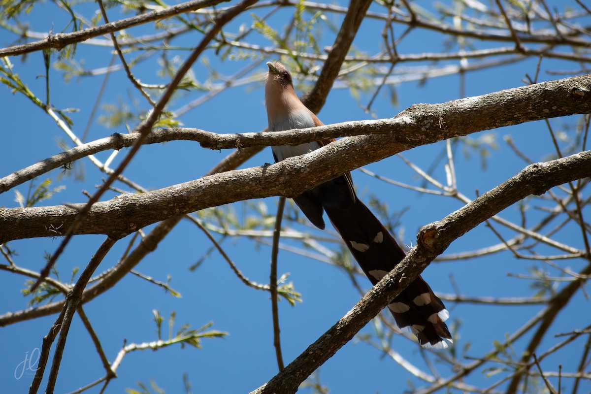Cuco Ardilla Común - ML641918226