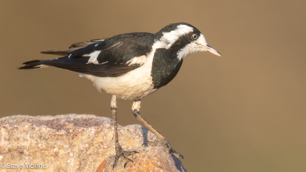 Grallina Australiana - ML641918228