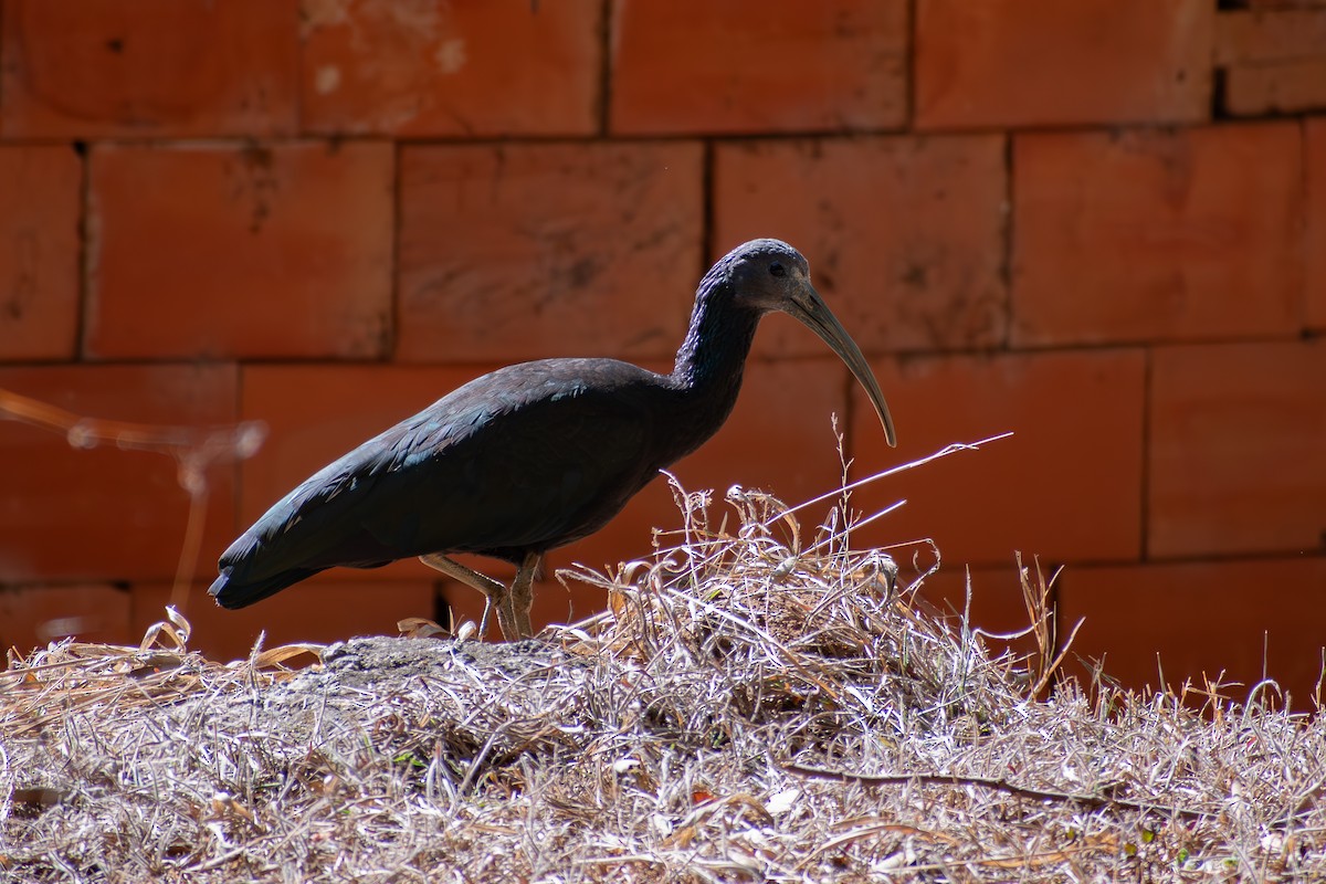 Ibis Verde - ML641918229