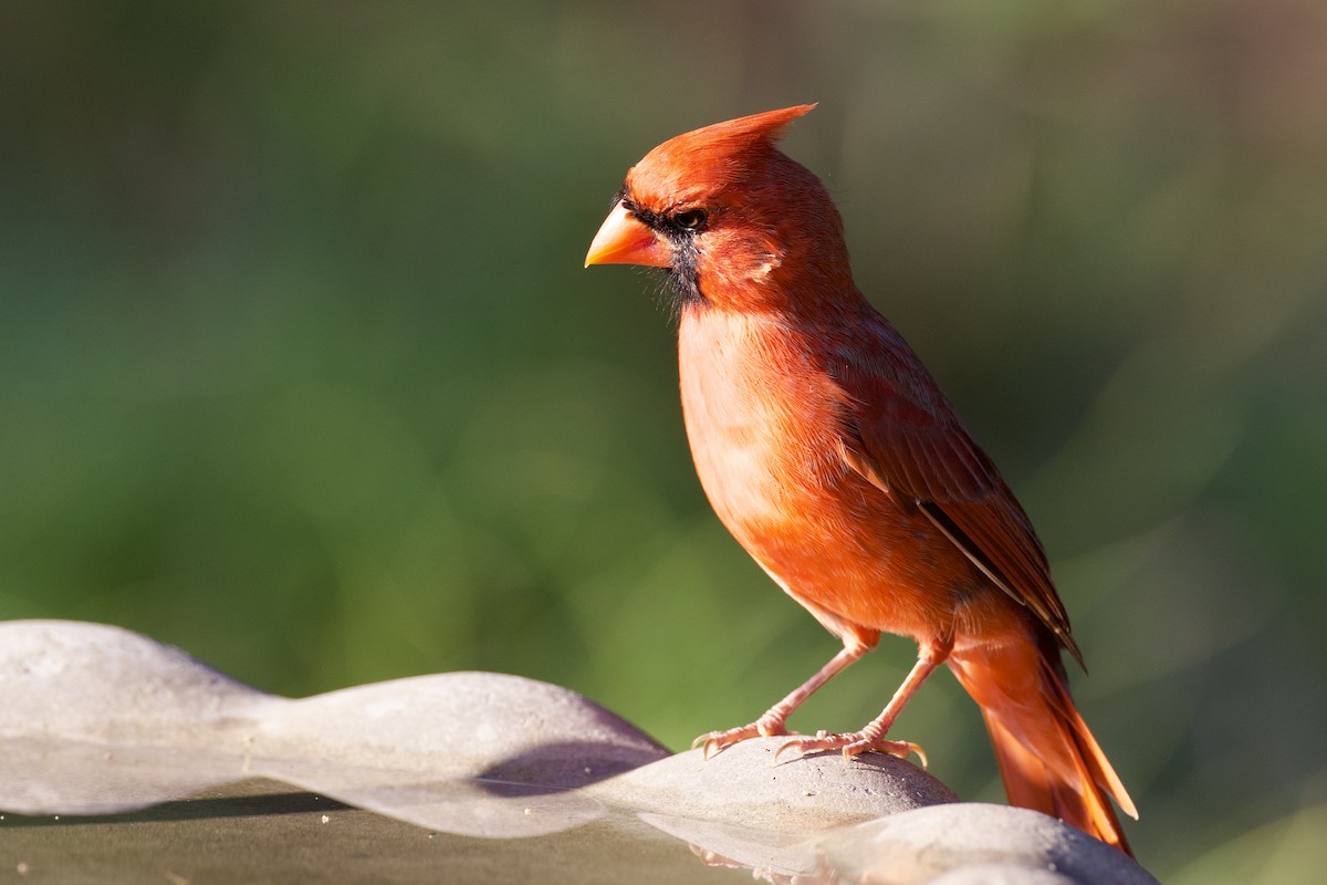 Cardenal Norteño - ML641918262