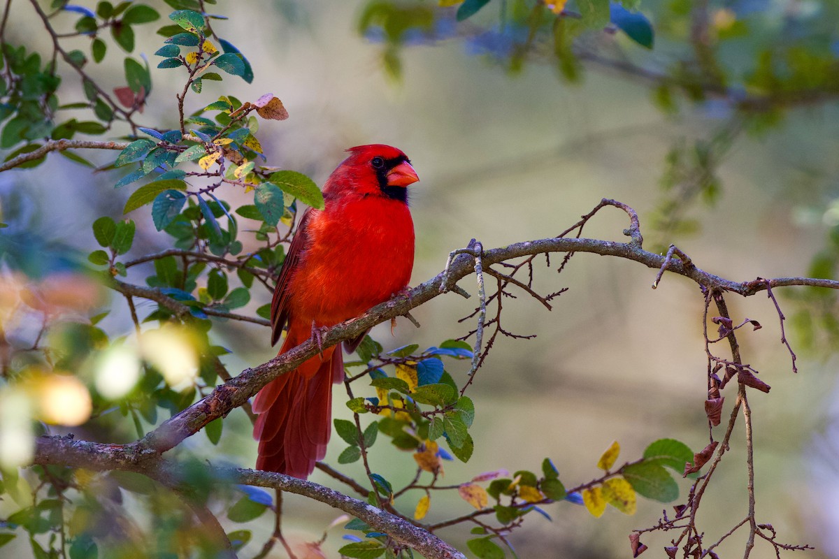 Cardenal Norteño - ML641918266