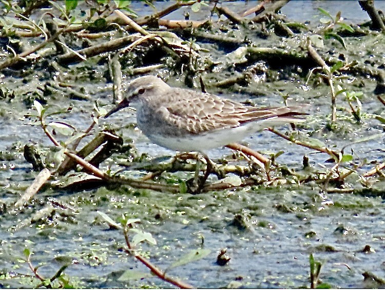 White-rumped Sandpiper - ML641918287