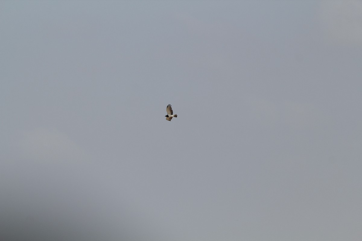 Black-chested Snake-Eagle - ML641918289