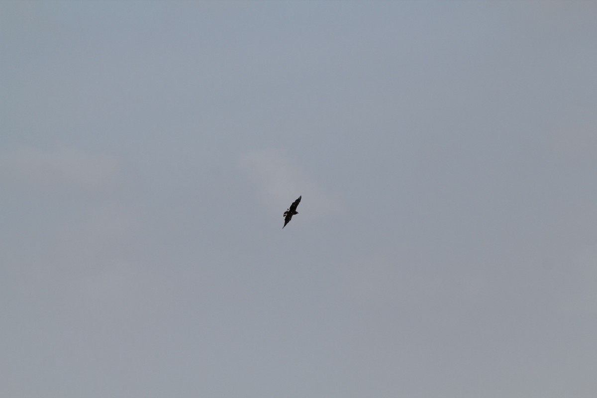 Black-chested Snake-Eagle - ML641918290