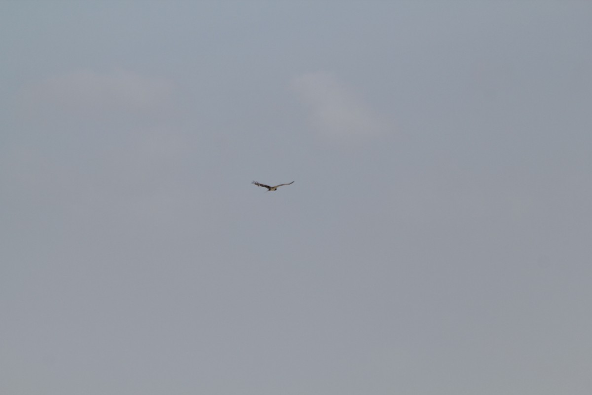 Black-chested Snake-Eagle - ML641918291