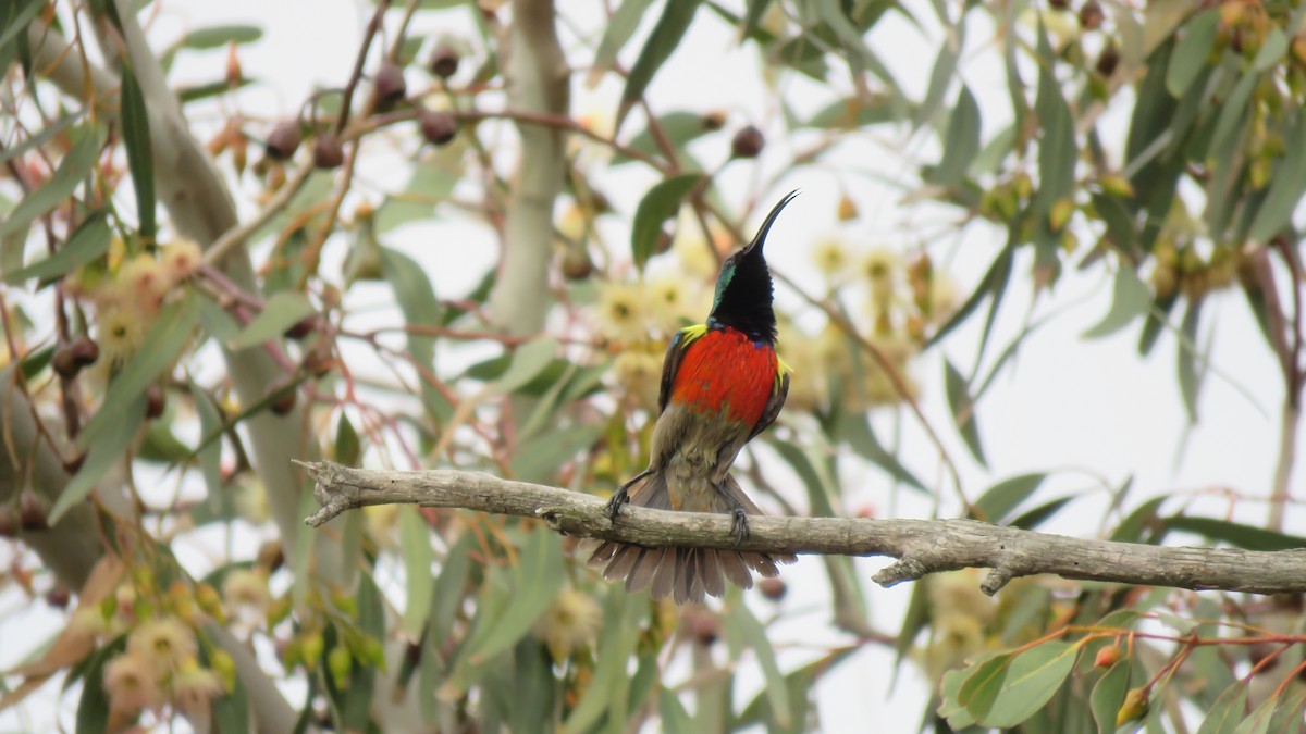 Greater Double-collared Sunbird - ML641918297
