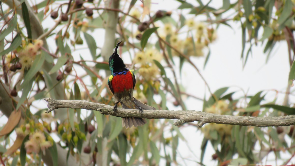 Greater Double-collared Sunbird - ML641918303