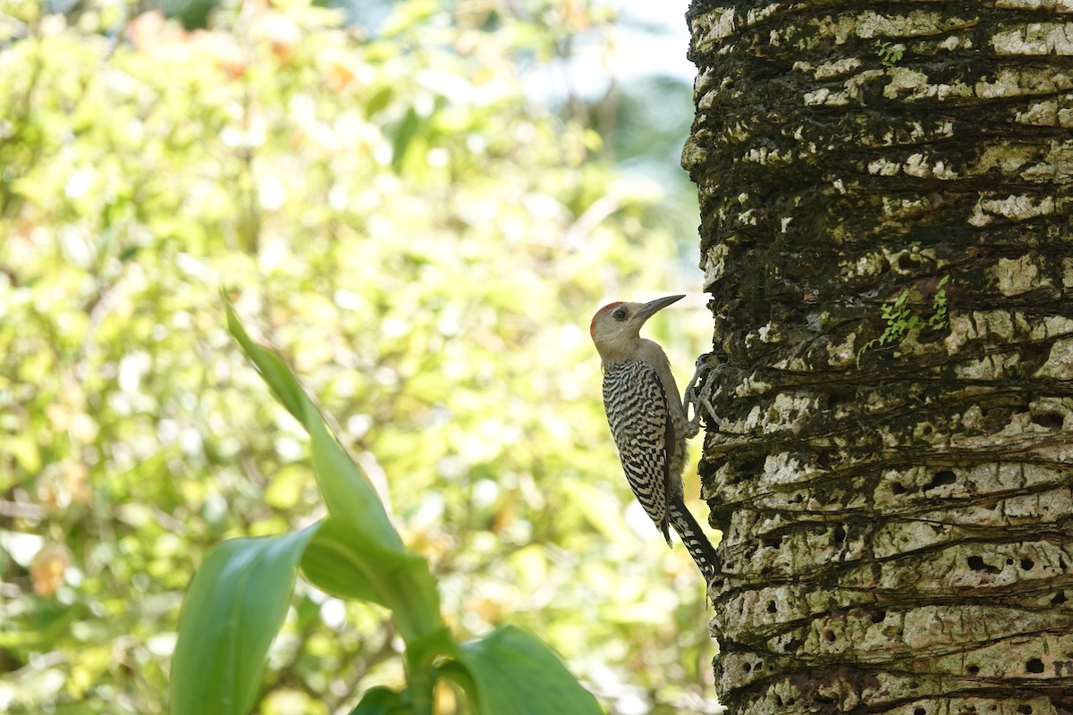 West Indian Woodpecker - ML641918315