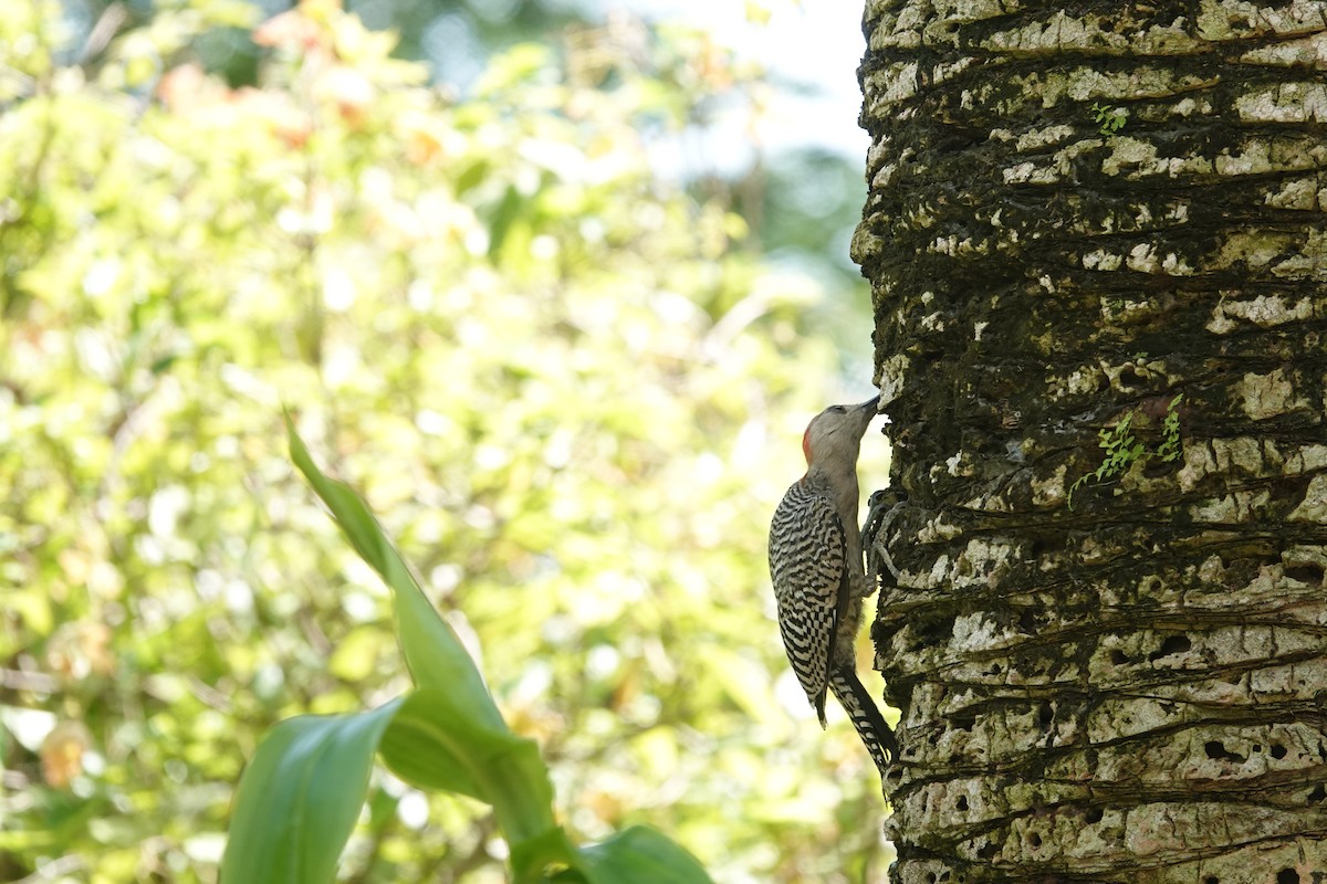 West Indian Woodpecker - ML641918328