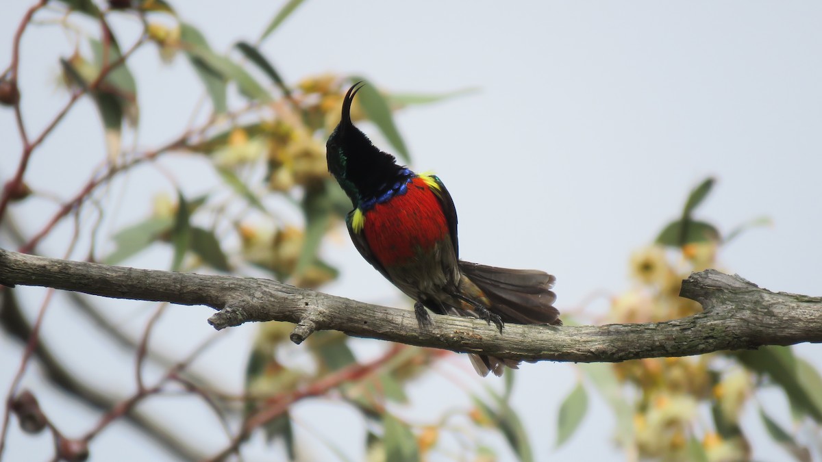 Greater Double-collared Sunbird - ML641918331