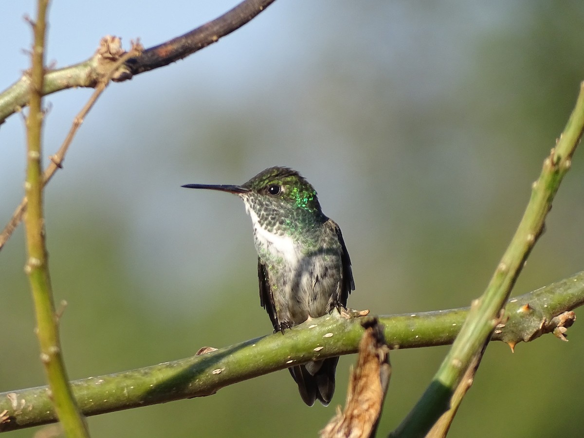 tupikolibri - ML641918340