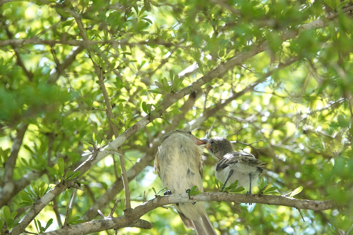 Caribbean Elaenia - ML641918351