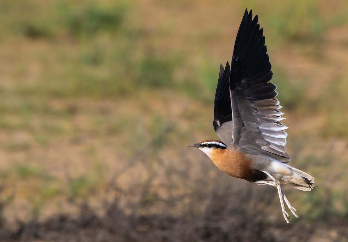 Indian Courser - saurabh kalia
