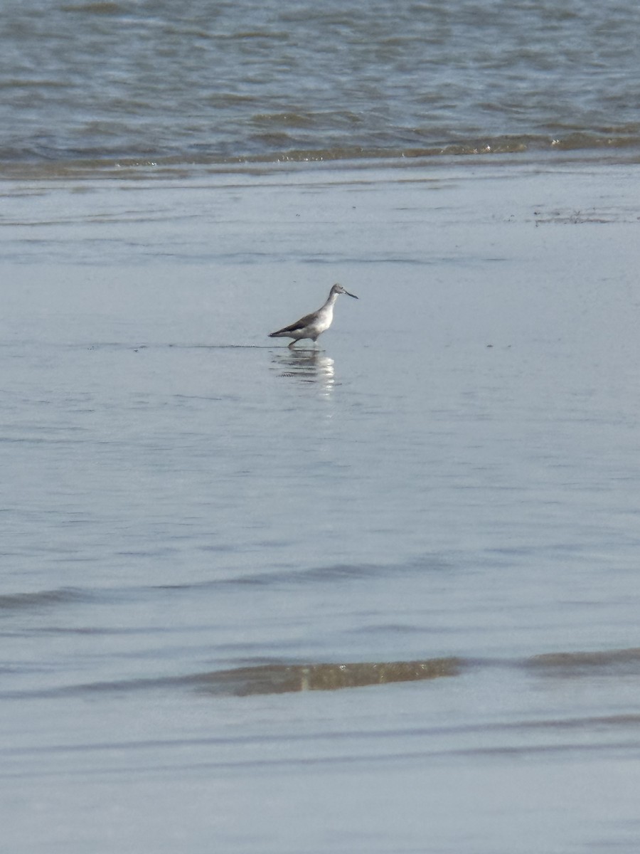 Greater Yellowlegs - ML641918357