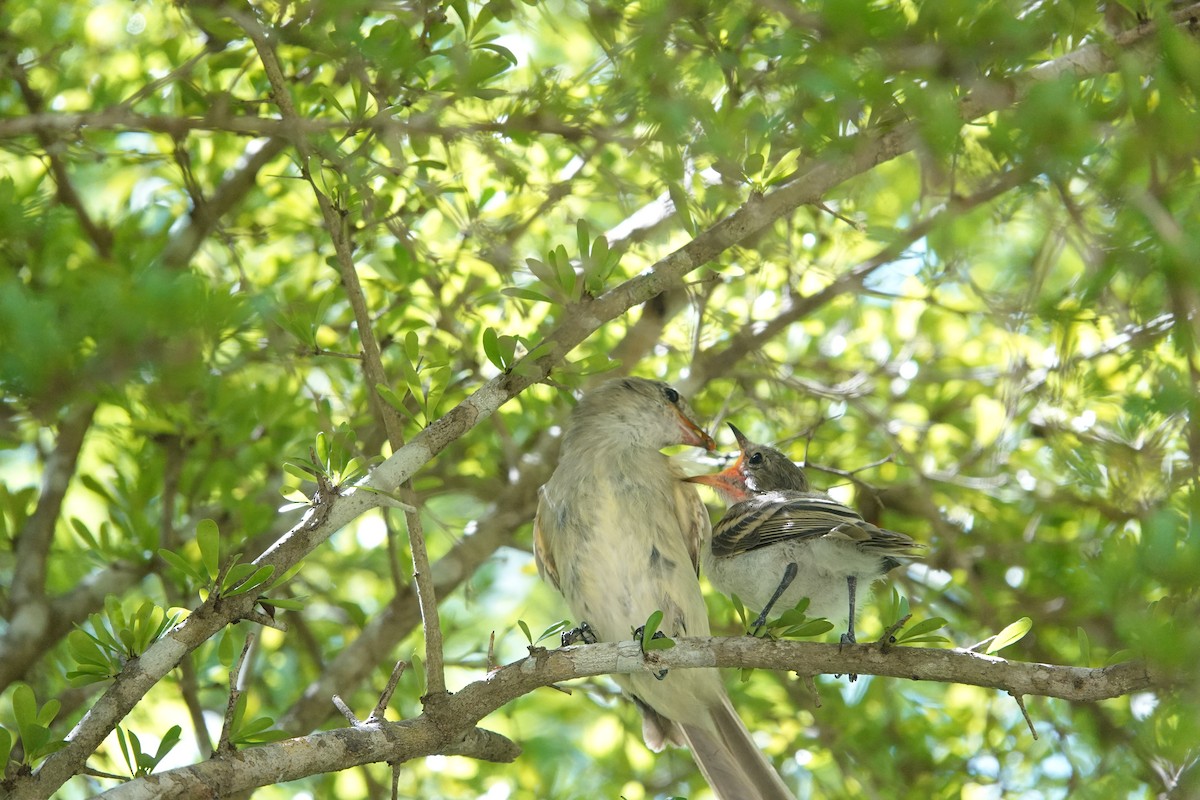 Caribbean Elaenia - ML641918358