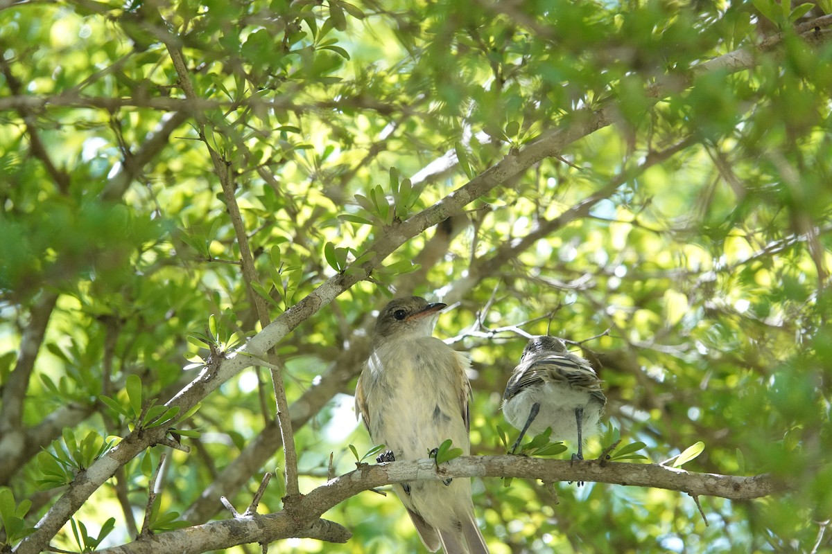Caribbean Elaenia - ML641918364