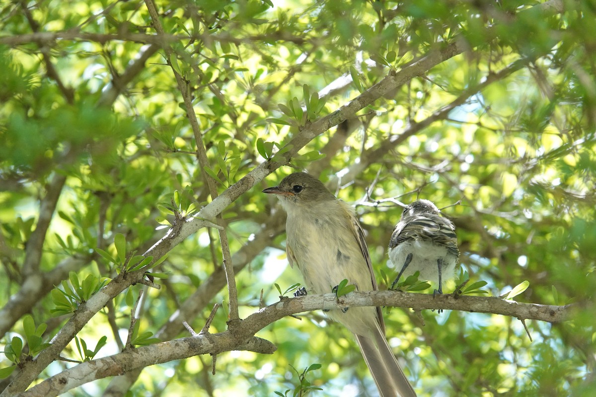 Caribbean Elaenia - ML641918369