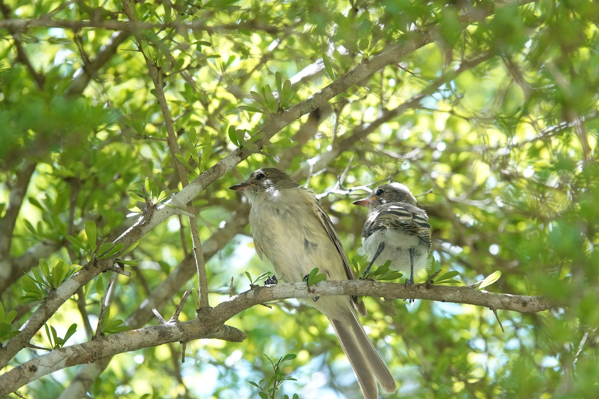 Caribbean Elaenia - ML641918372