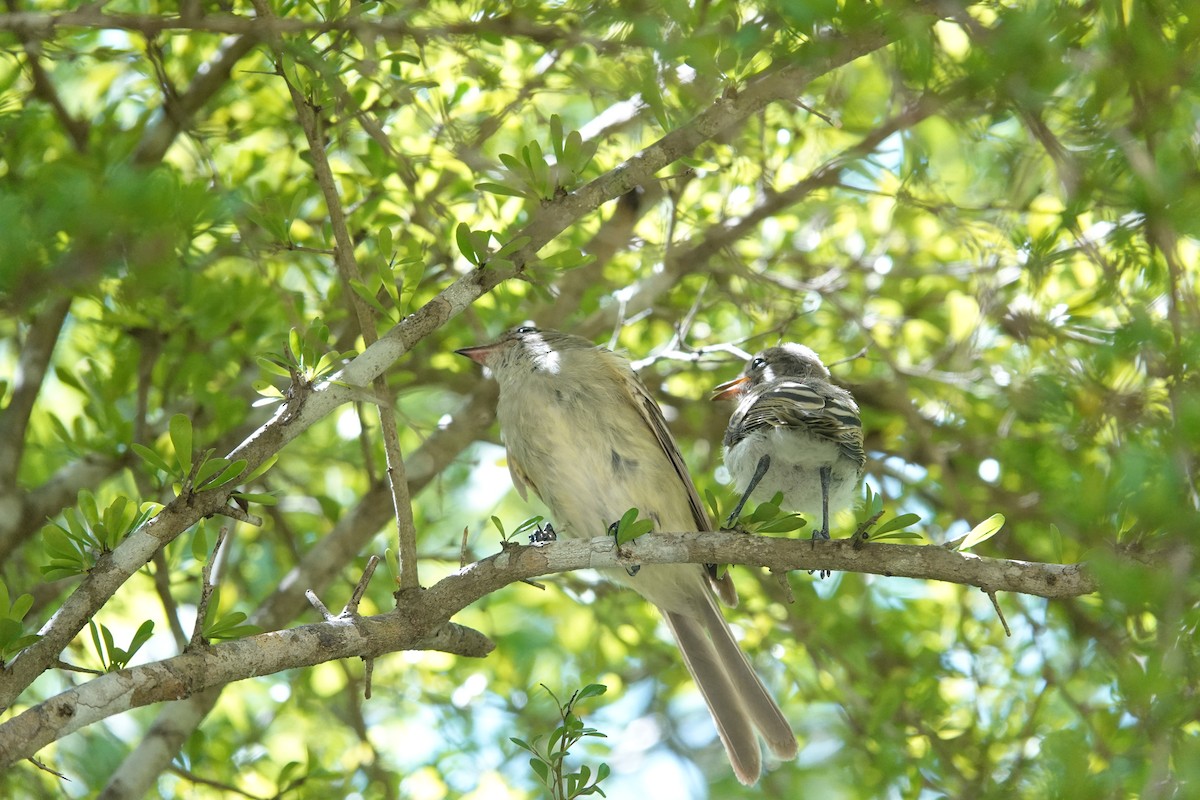 Caribbean Elaenia - ML641918379