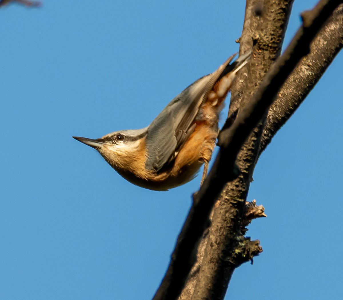 Garrapo eurasiarra - ML641918386