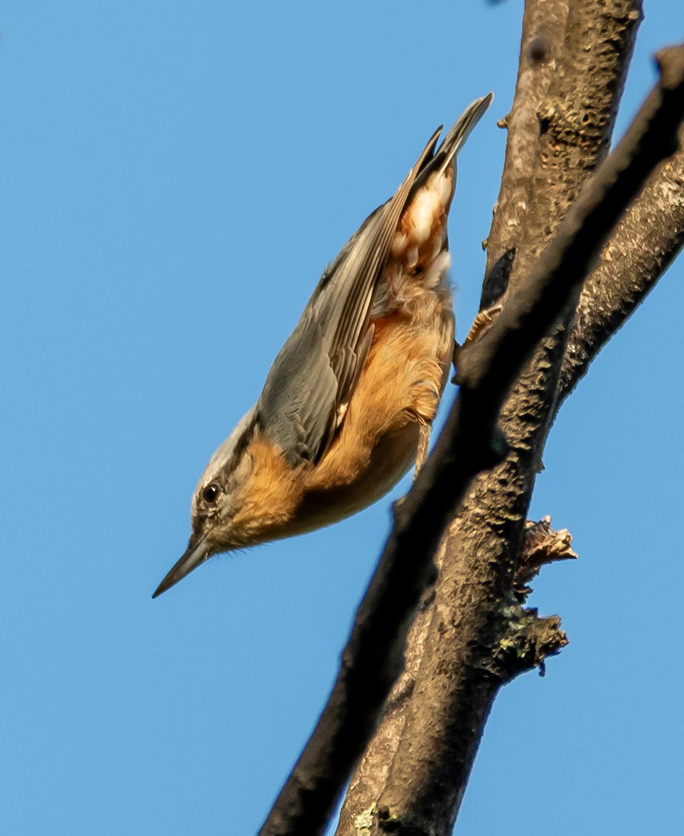Garrapo eurasiarra - ML641918387