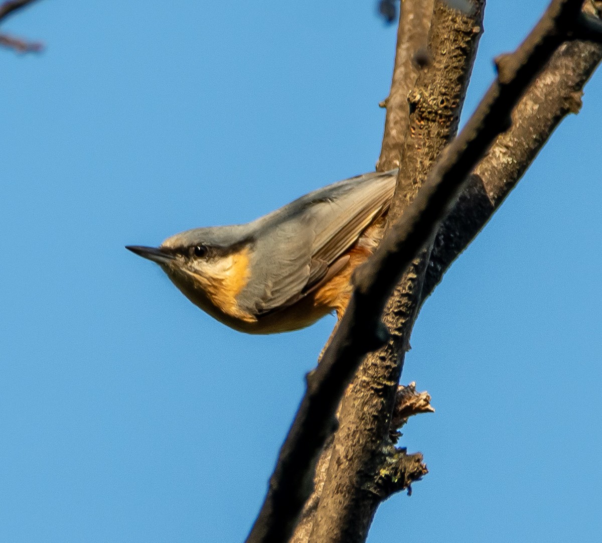 Garrapo eurasiarra - ML641918388