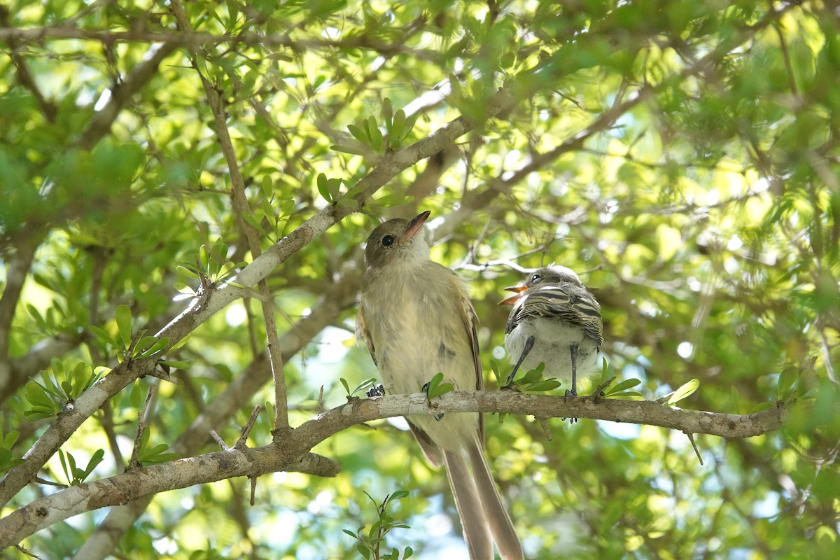 Caribbean Elaenia - ML641918389