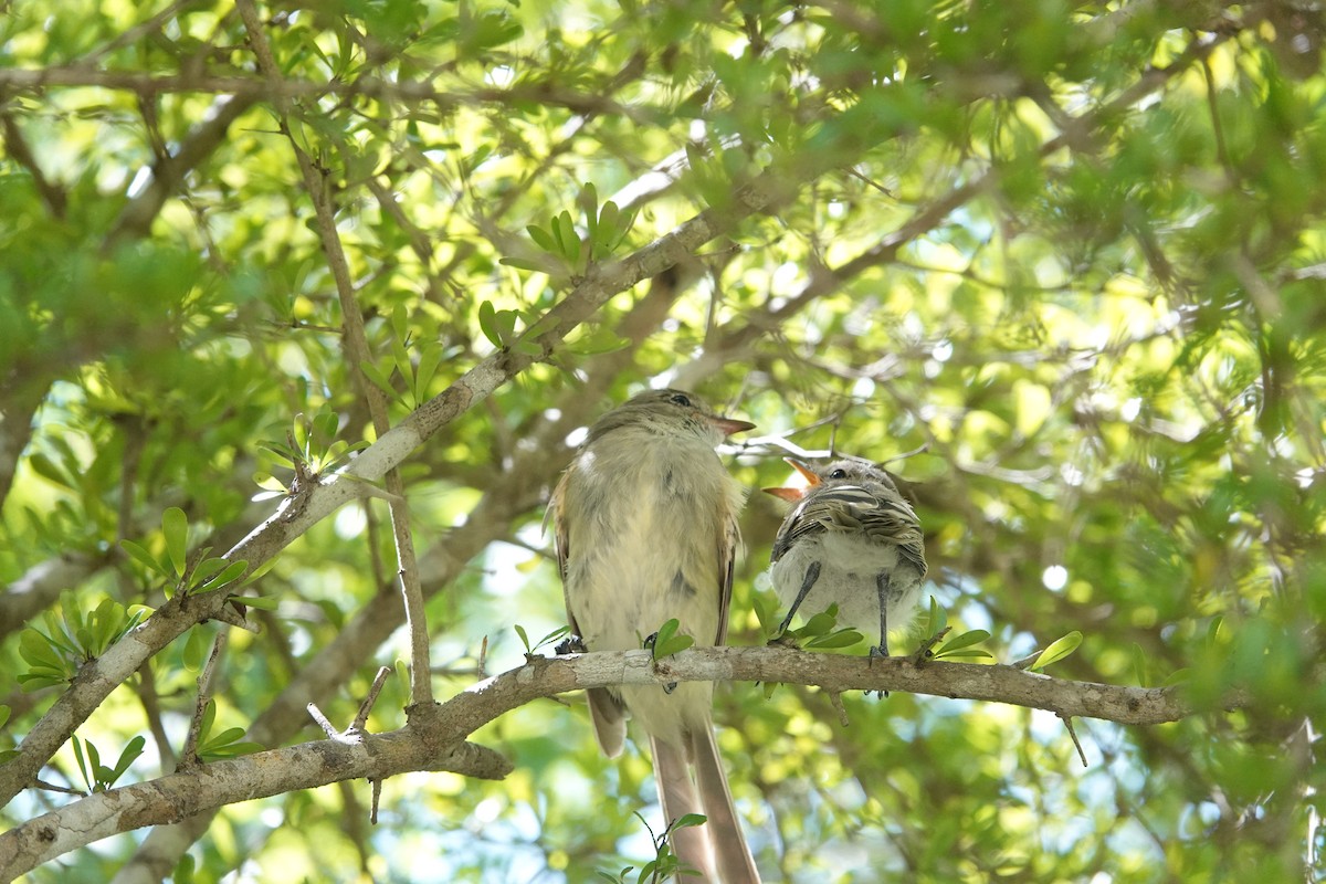 Caribbean Elaenia - ML641918396