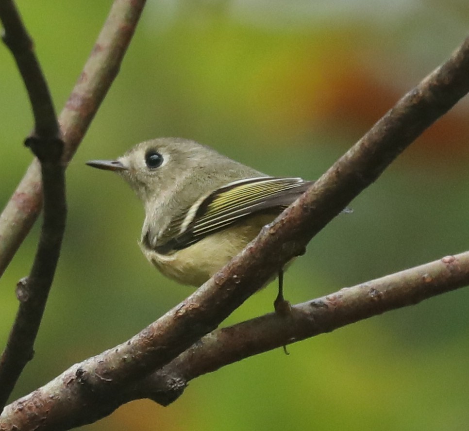 Ruby-crowned Kinglet - ML641918400