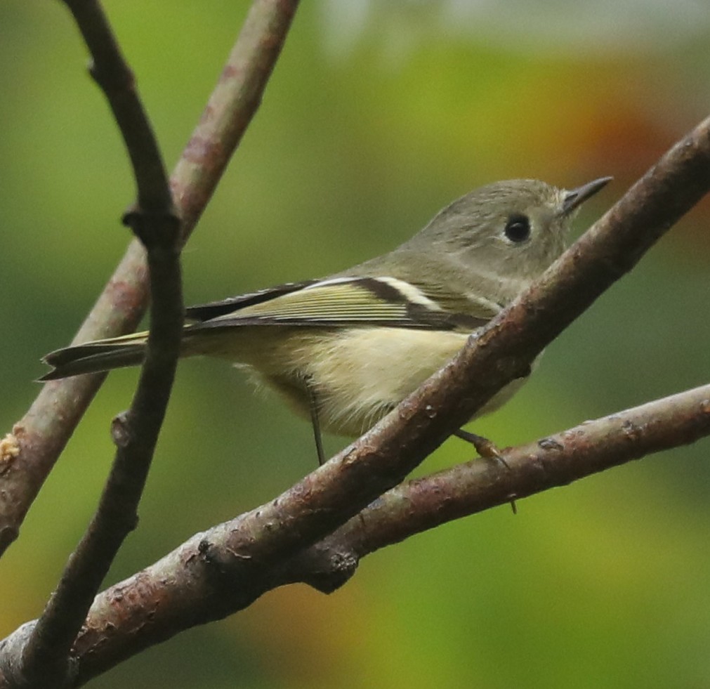 Ruby-crowned Kinglet - ML641918401