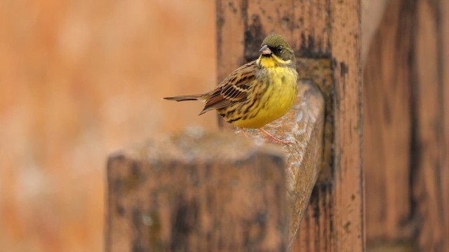 Masked Bunting - ML641918408