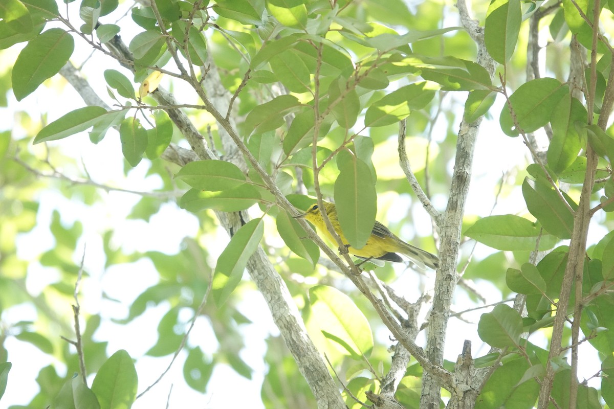 Vitelline Warbler - ML641918429