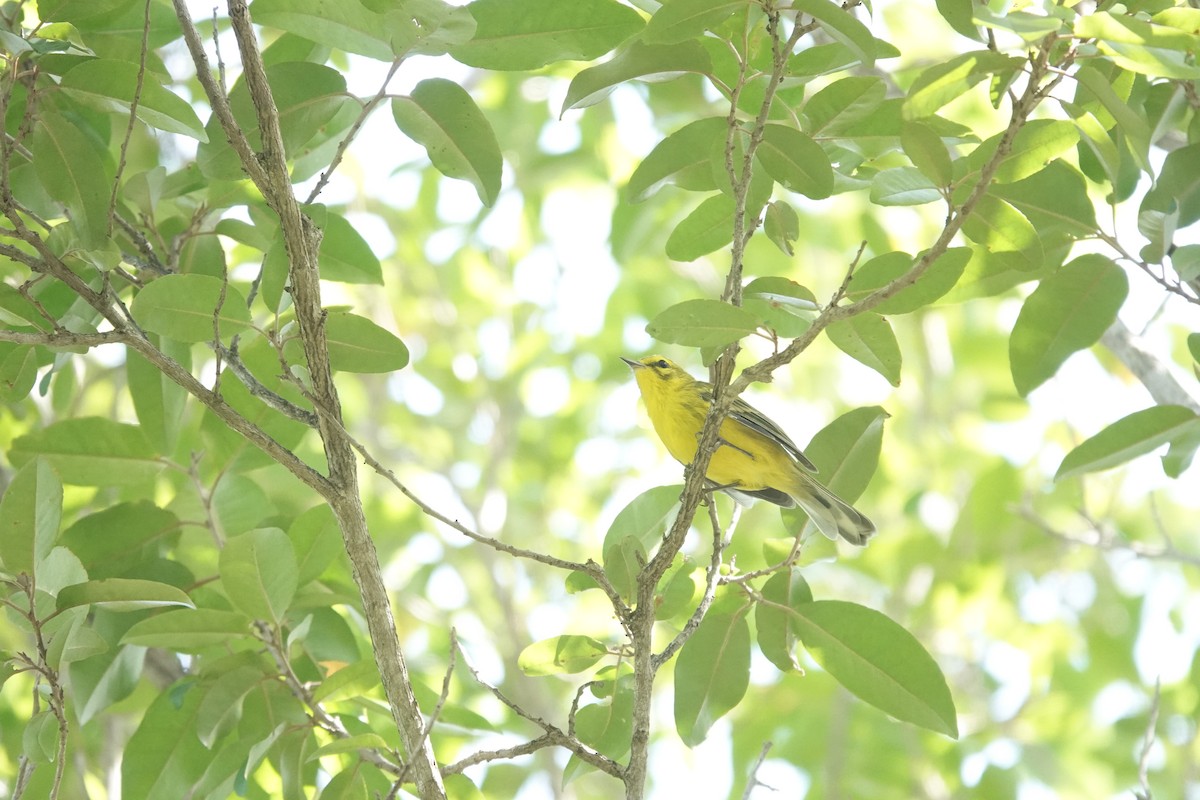 Vitelline Warbler - ML641918431