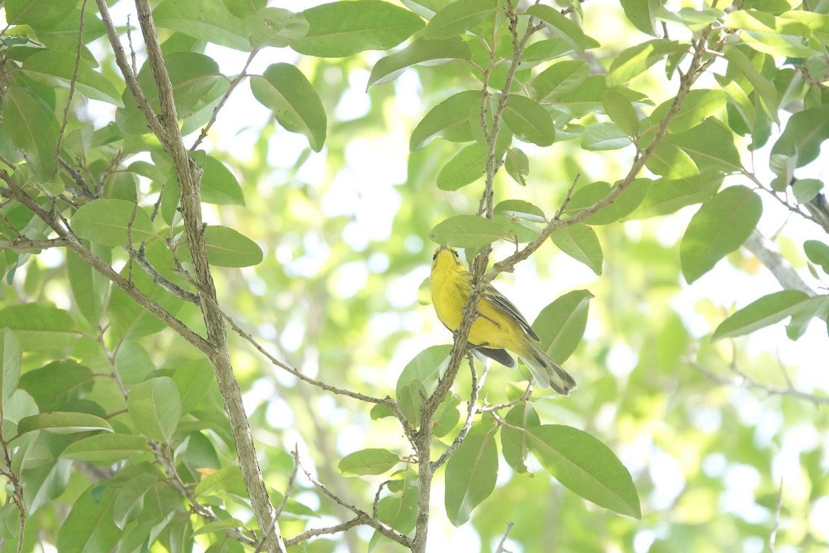 Vitelline Warbler - ML641918444