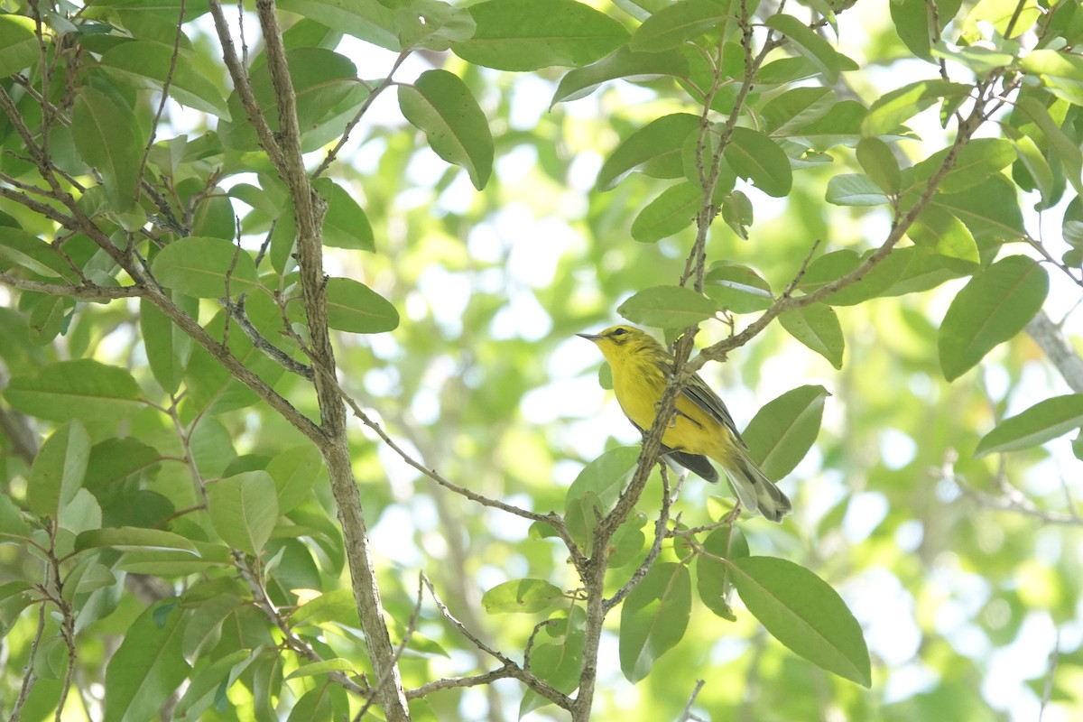 Vitelline Warbler - ML641918455