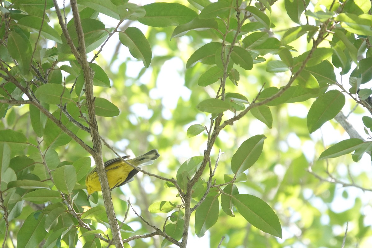 Vitelline Warbler - ML641918459