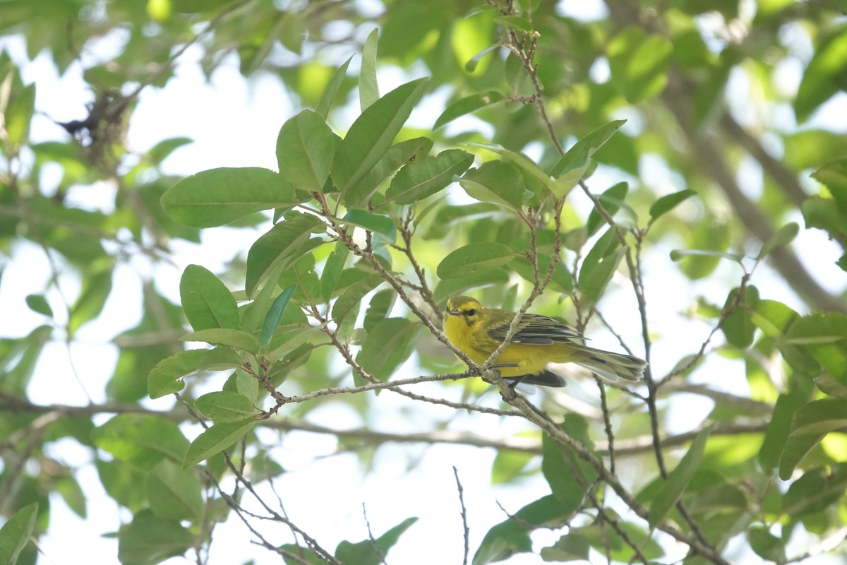Vitelline Warbler - ML641918464
