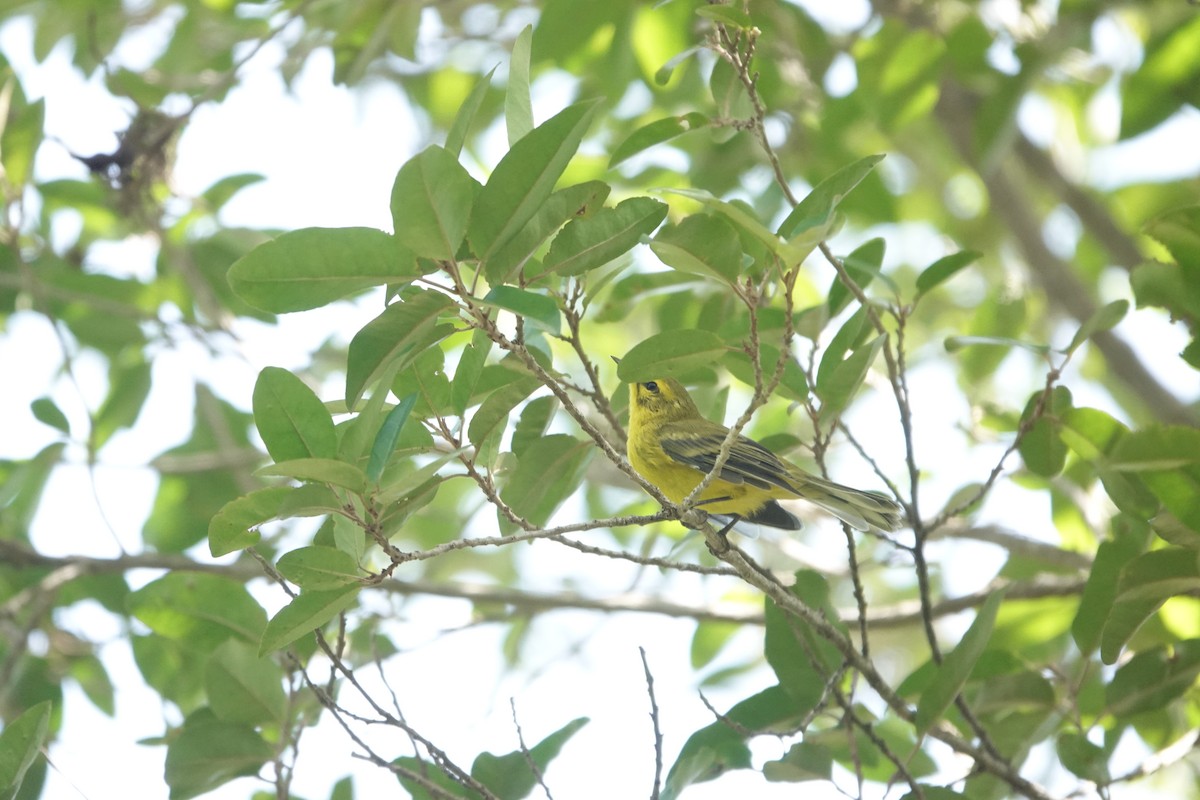 Vitelline Warbler - ML641918472