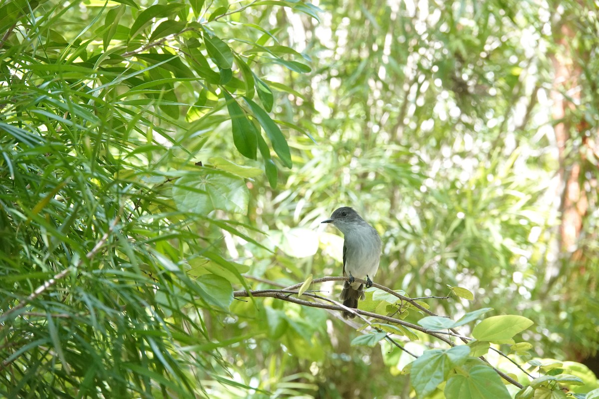 La Sagra's Flycatcher - ML641918485