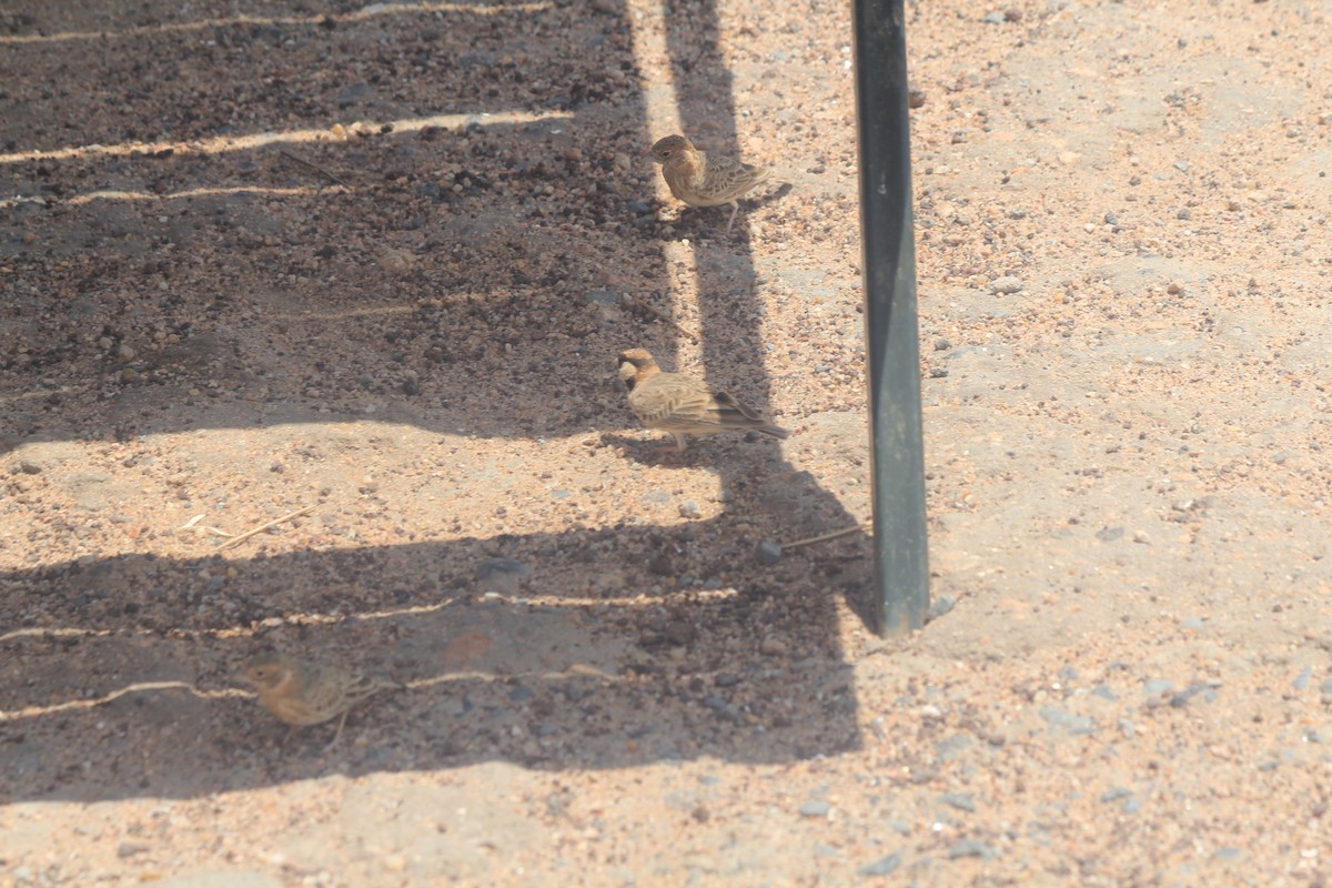 Fischer's Sparrow-Lark - ML641918489