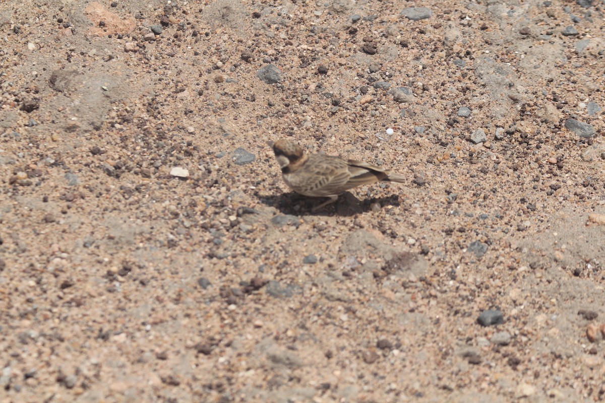 Fischer's Sparrow-Lark - ML641918490