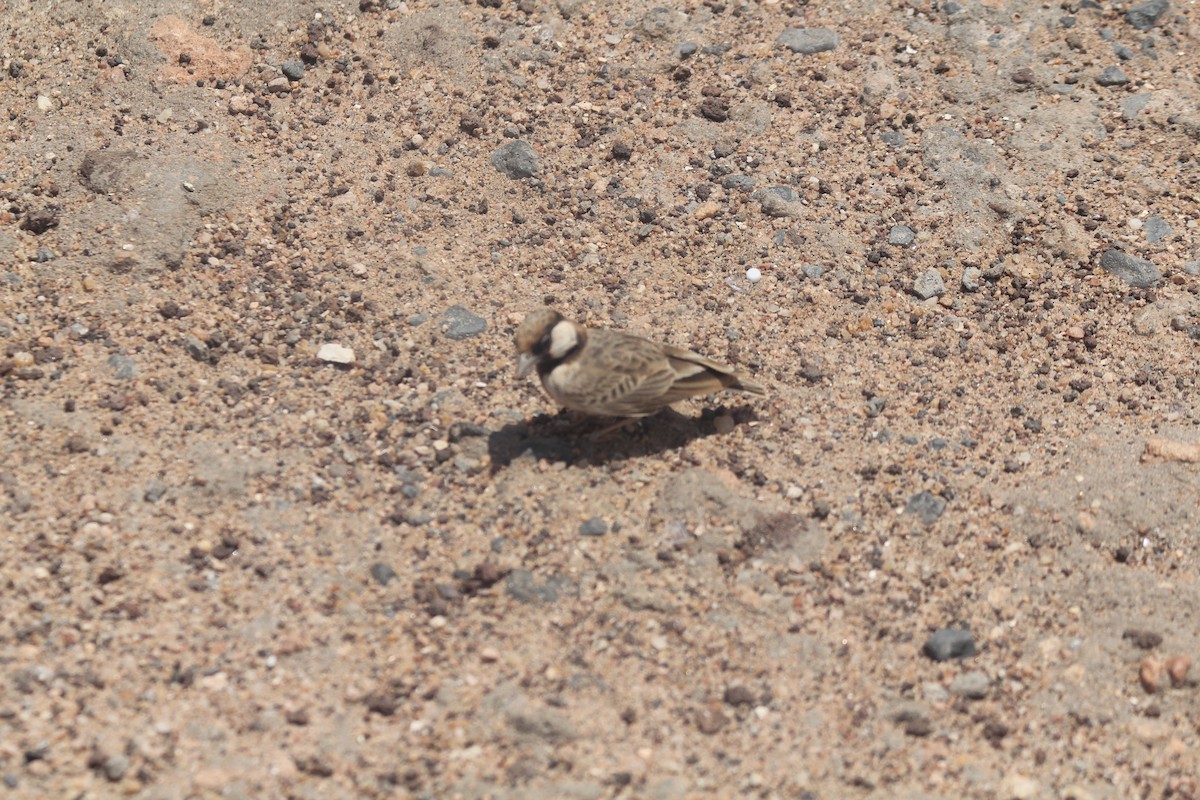 Fischer's Sparrow-Lark - ML641918491
