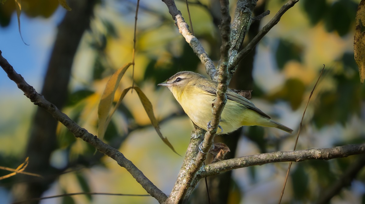 Philadelphia Vireo - ML641918492