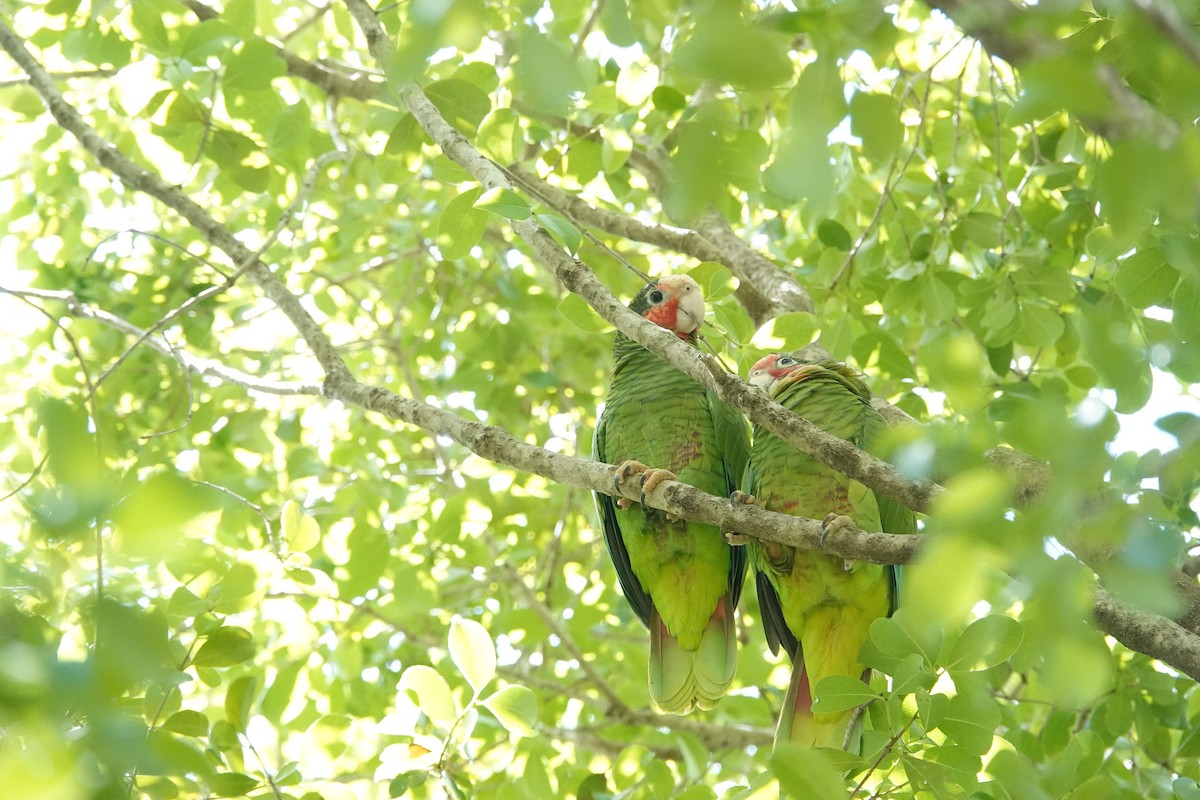 Amazone de Cuba (caymanensis/hesterna) - ML641918498