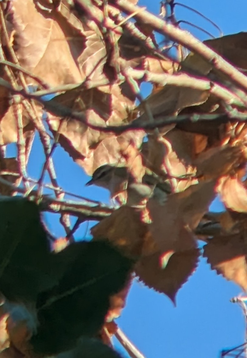 Red-eyed Vireo - ML641918500