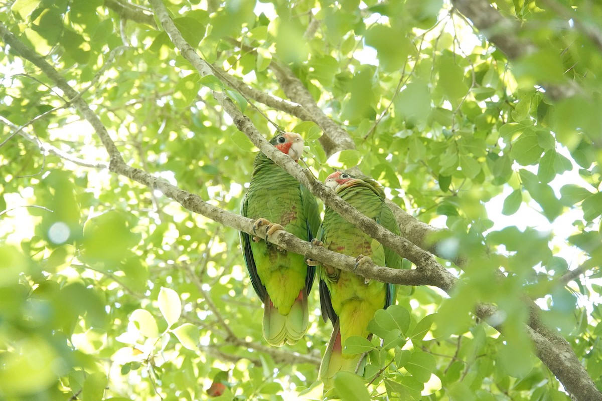 Amazone de Cuba (caymanensis/hesterna) - ML641918506