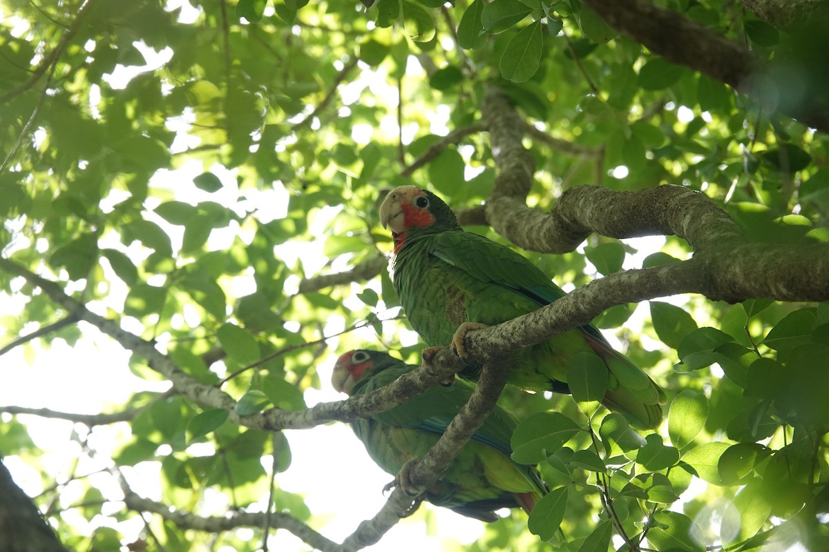 Amazone de Cuba (caymanensis/hesterna) - ML641918531